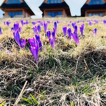Tatrzanskie Kacina Chalet Murzasichle