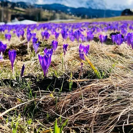 Tatrzanskie Kacina Chalet